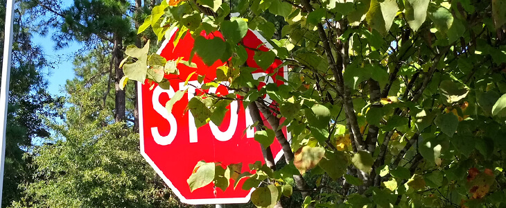 Red stop sign blocked by a tree